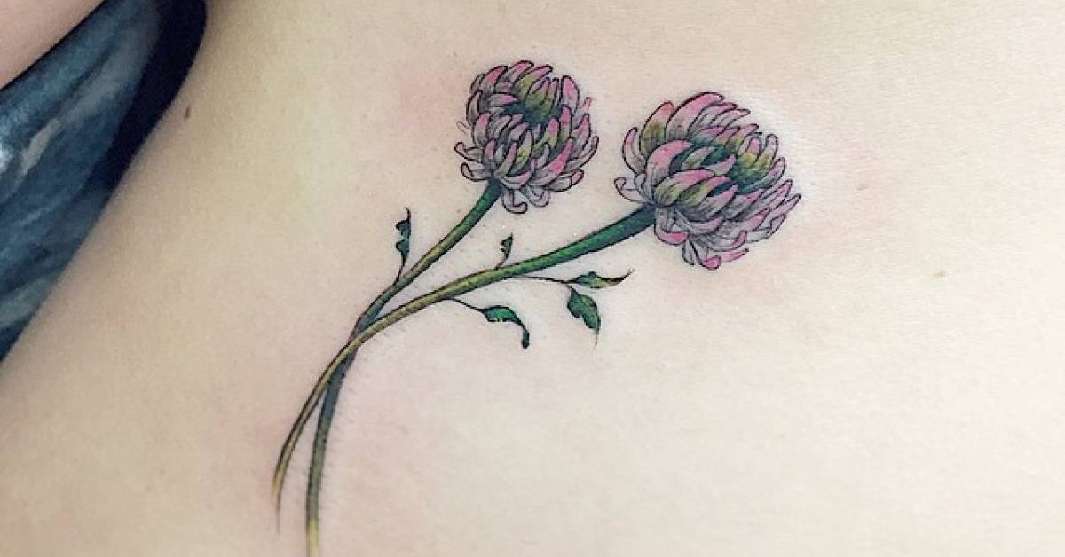 Растения луга клевер луговой. Растения луга клевер луговой. Красный клевер 4 листный. Растения луга клевер луговой. Соцветие клевера.