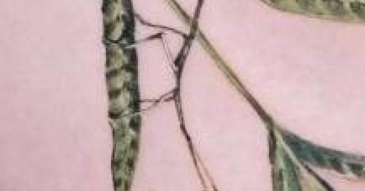 Stick Insect Tattoos | Tattoofilter