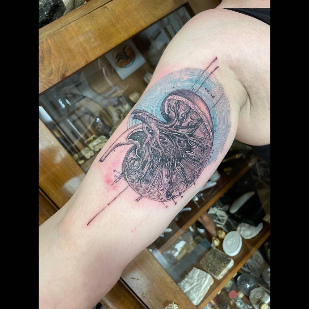 Graphic style kidney tattoo located on the inner arm.