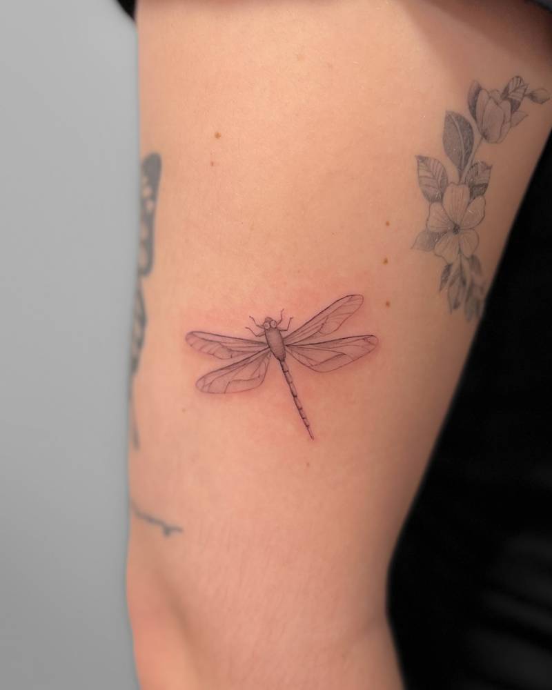 Dragonfly tattoo in illustrative style located on the upper arm.