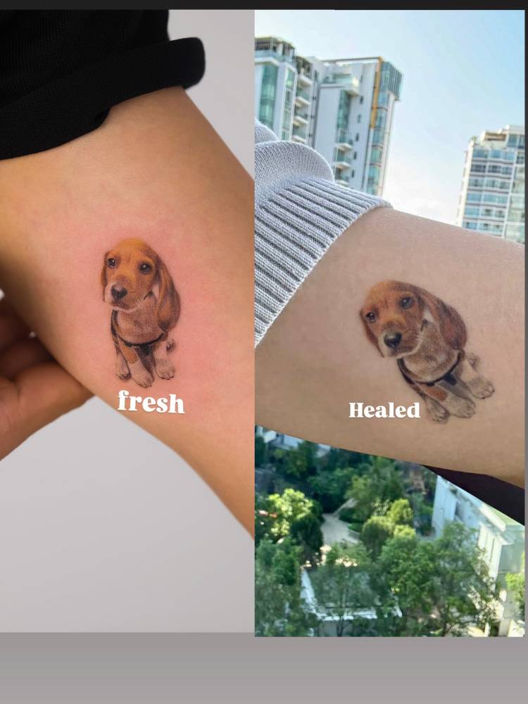Micro-realistic style Beagle tattoo located on the inner arm (fresh and healed).