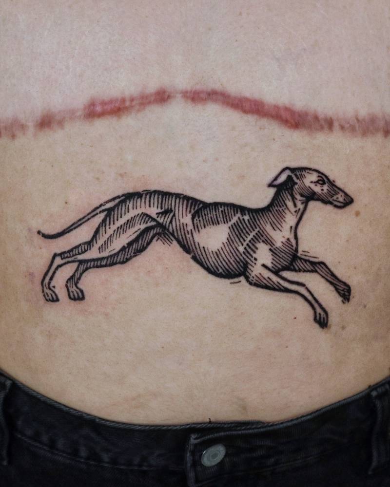 Greyhound tattoo in engraving style placed on the stomach.
