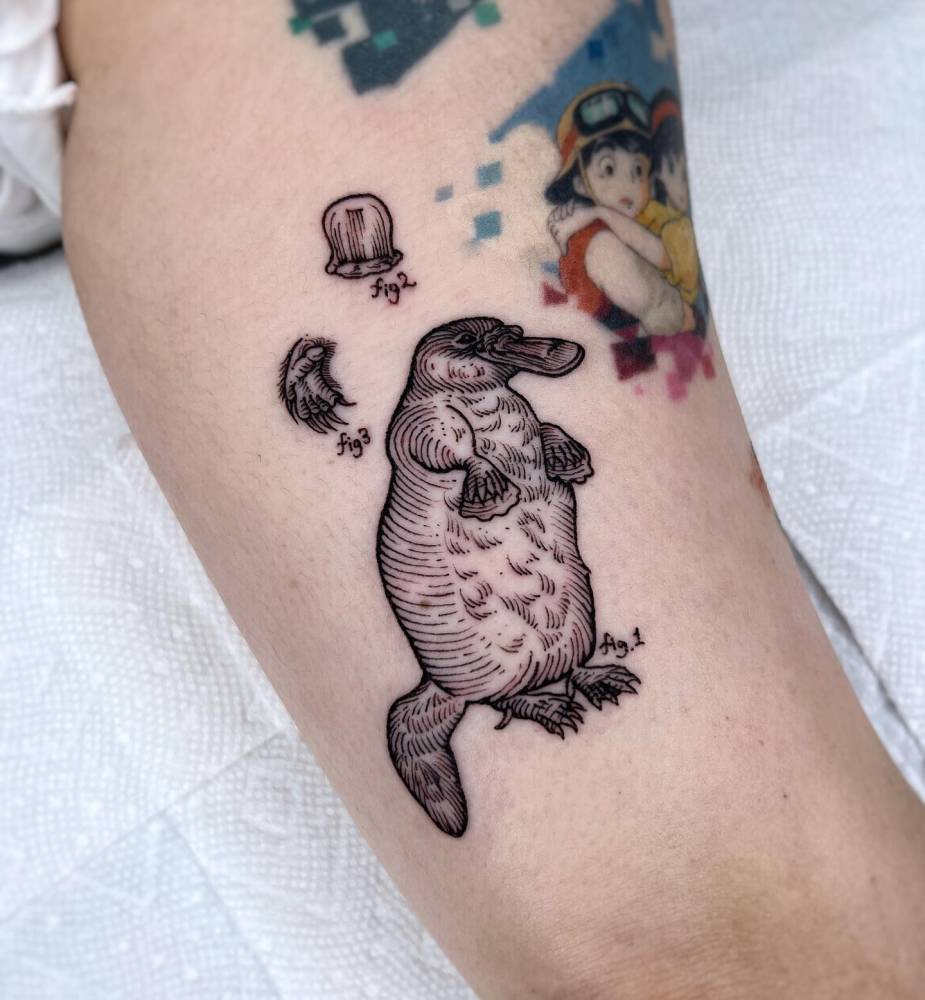Platypus scientific illustration tattoo located on the inner arm, engraving style.