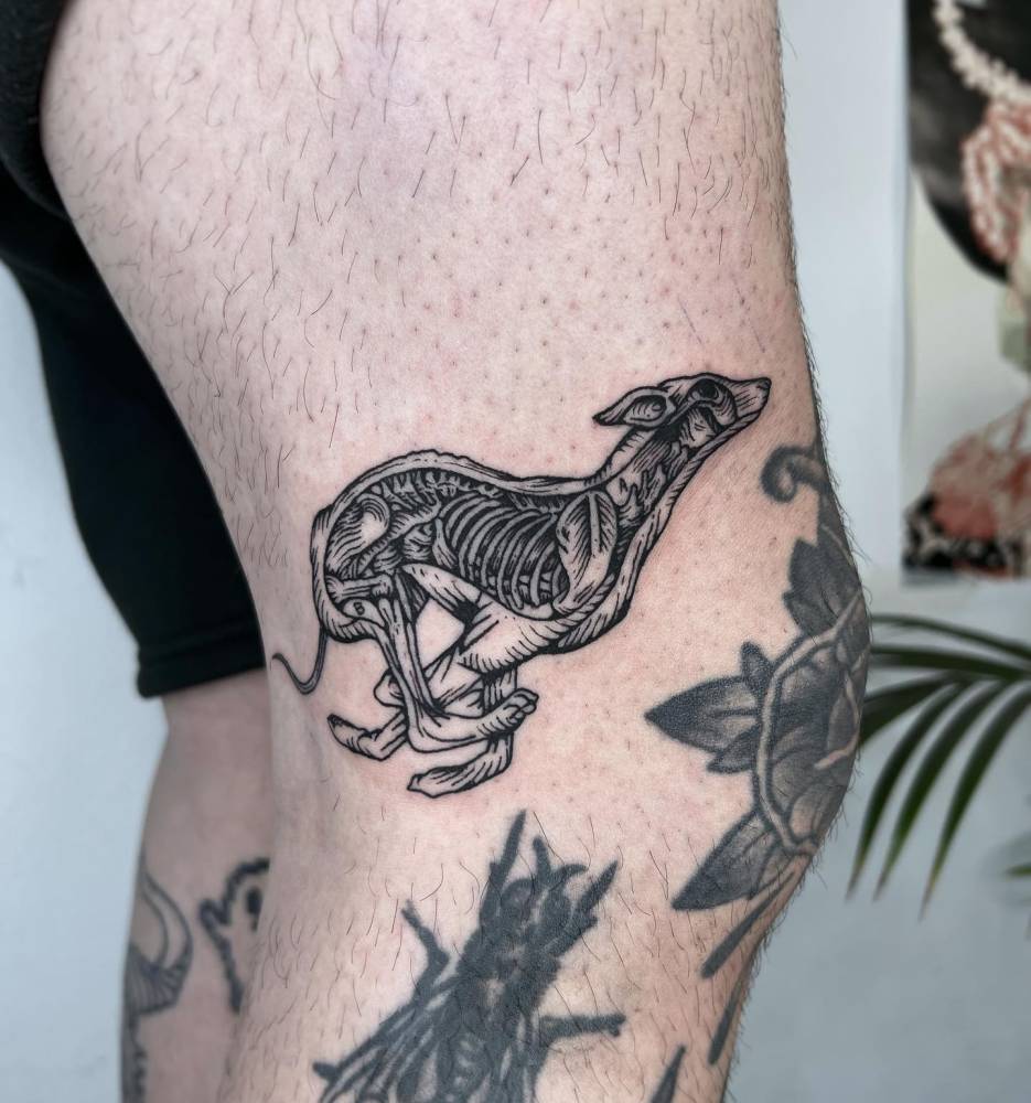 X-ray greyhound tattoo located on the knee, done in engraving style.