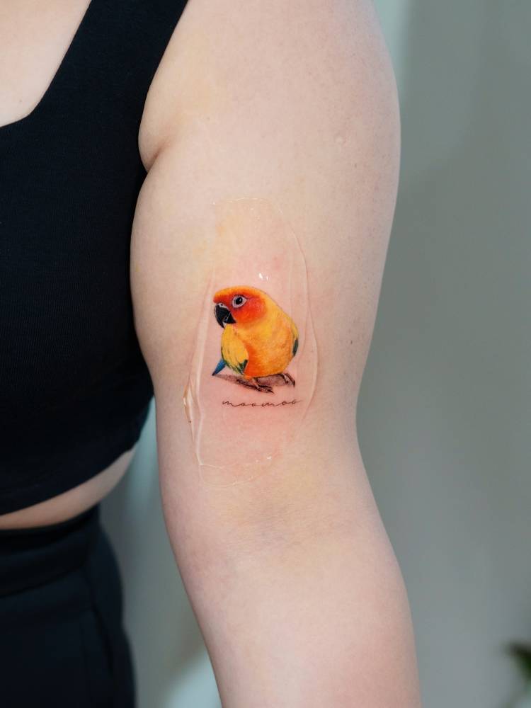 Parrot tattoo in micro-realistic style placed on the bicep.