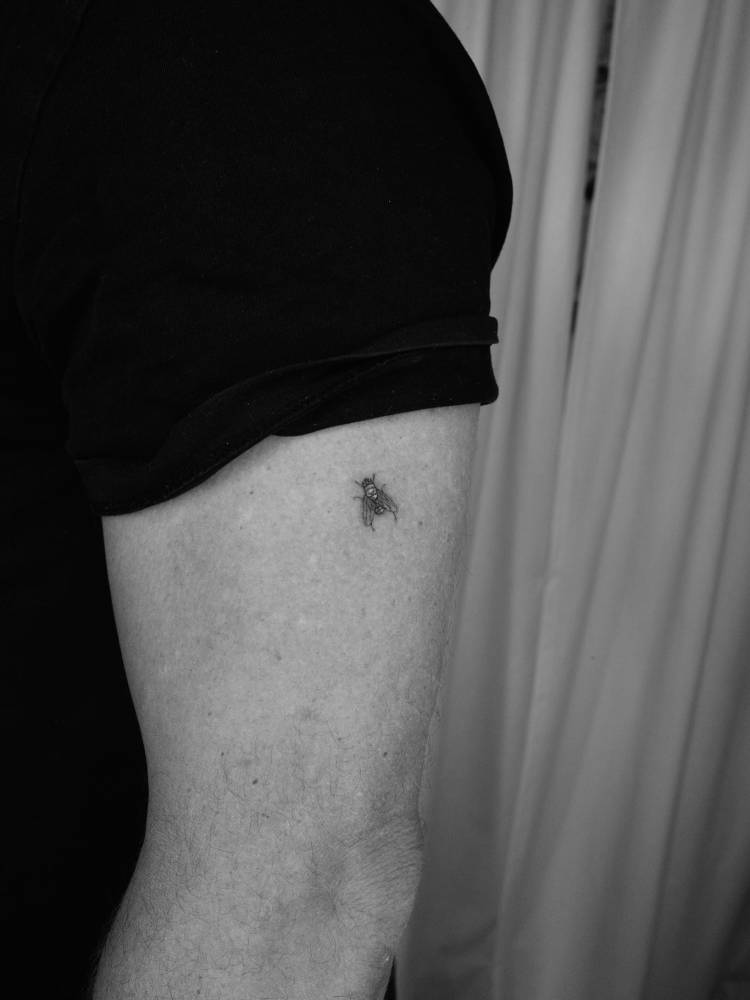 Tiny fly in illustrative style tattooed on the upper arm.