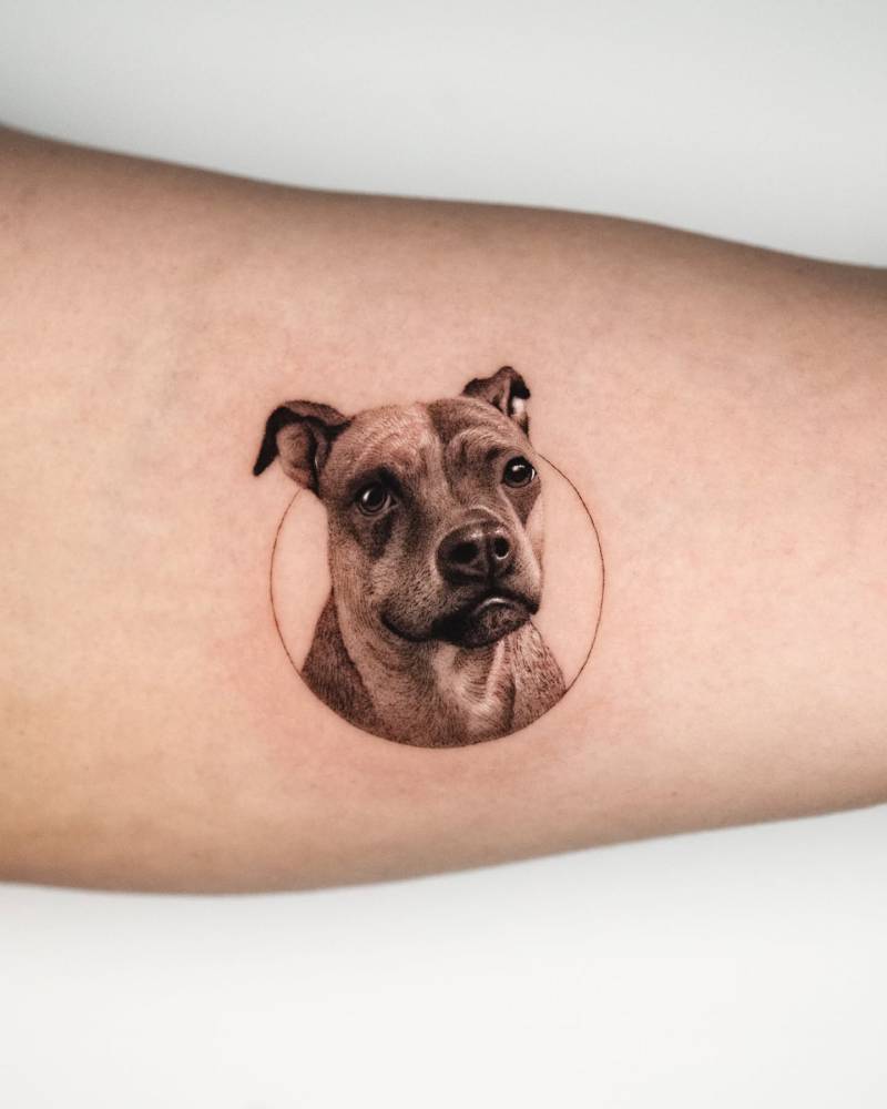 Staffordshire Bull Terrier portrait tattoo in micro-realistic style.
