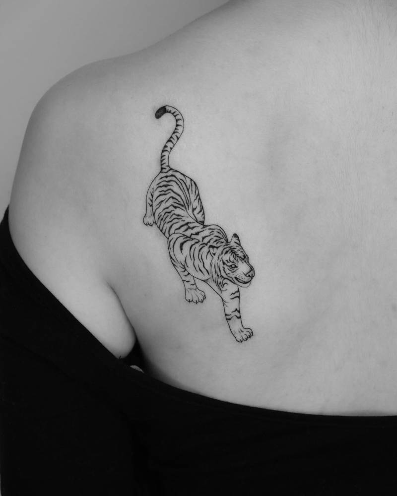 Illustrative style tiger tattoo placed on the shoulder blade.