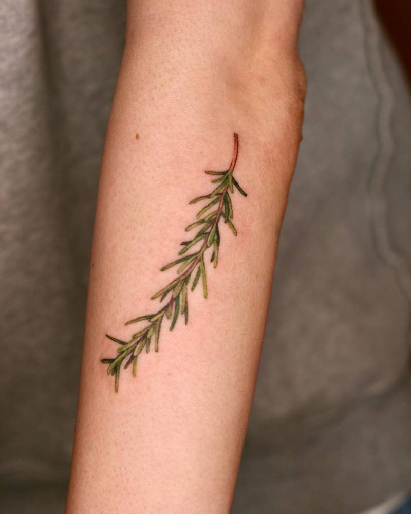 Rosemary tattoo located on the forearm, watercolor style.