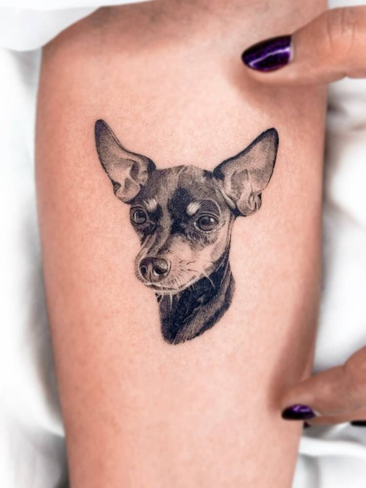 Pinscher portrait tattoo located on the inner forearm, micro-realistic style.