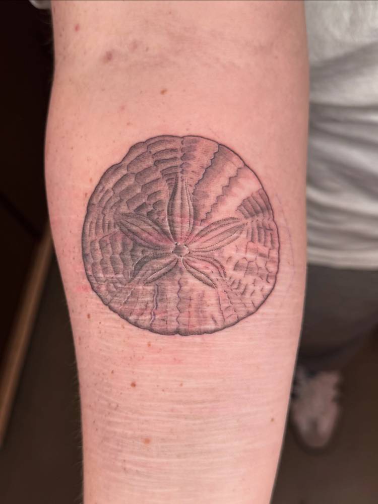 Sand dollar tattoo in illustrative style located on the inner forearm.