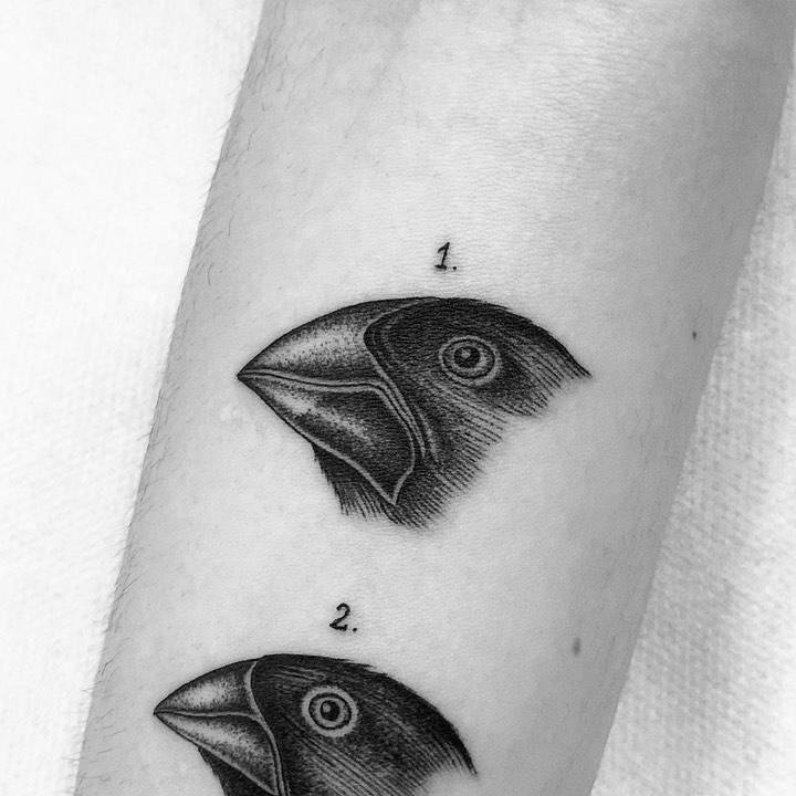 Scientific illustrations of Darwin finches.