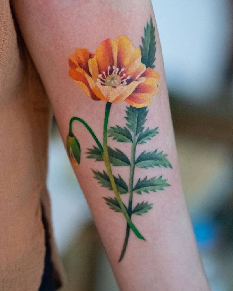 California poppy