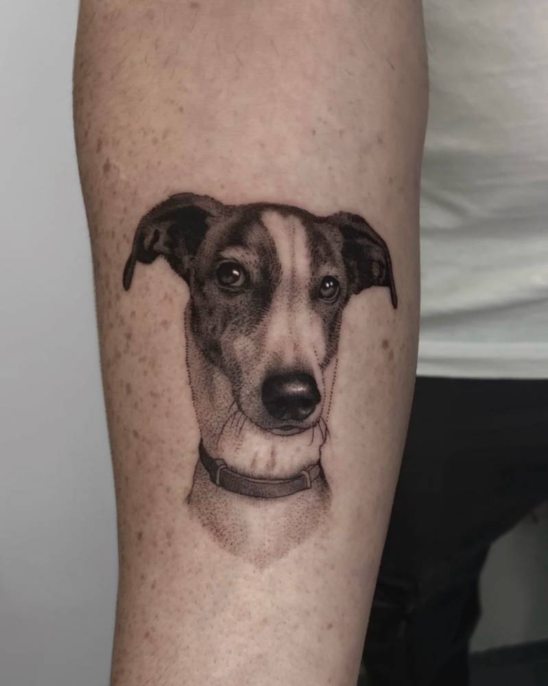 Micro-realistic style Greyhound portrait tattoo located on the inner forearm.