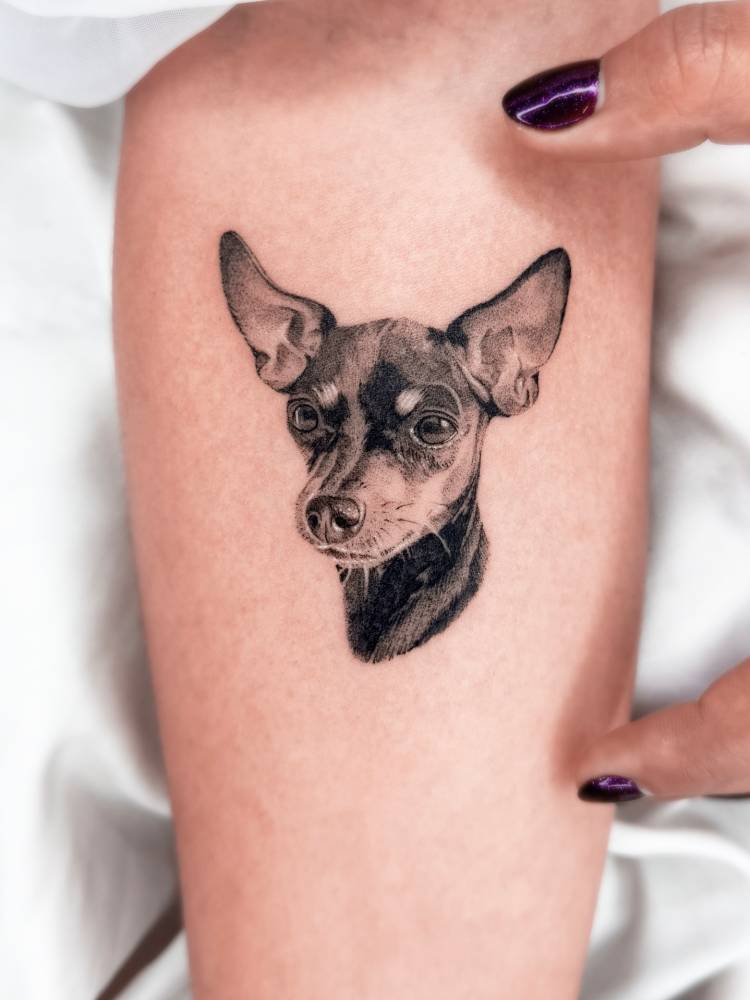 Chihuahua portrait tattoo located on the inner forearm, micro-realistic style.