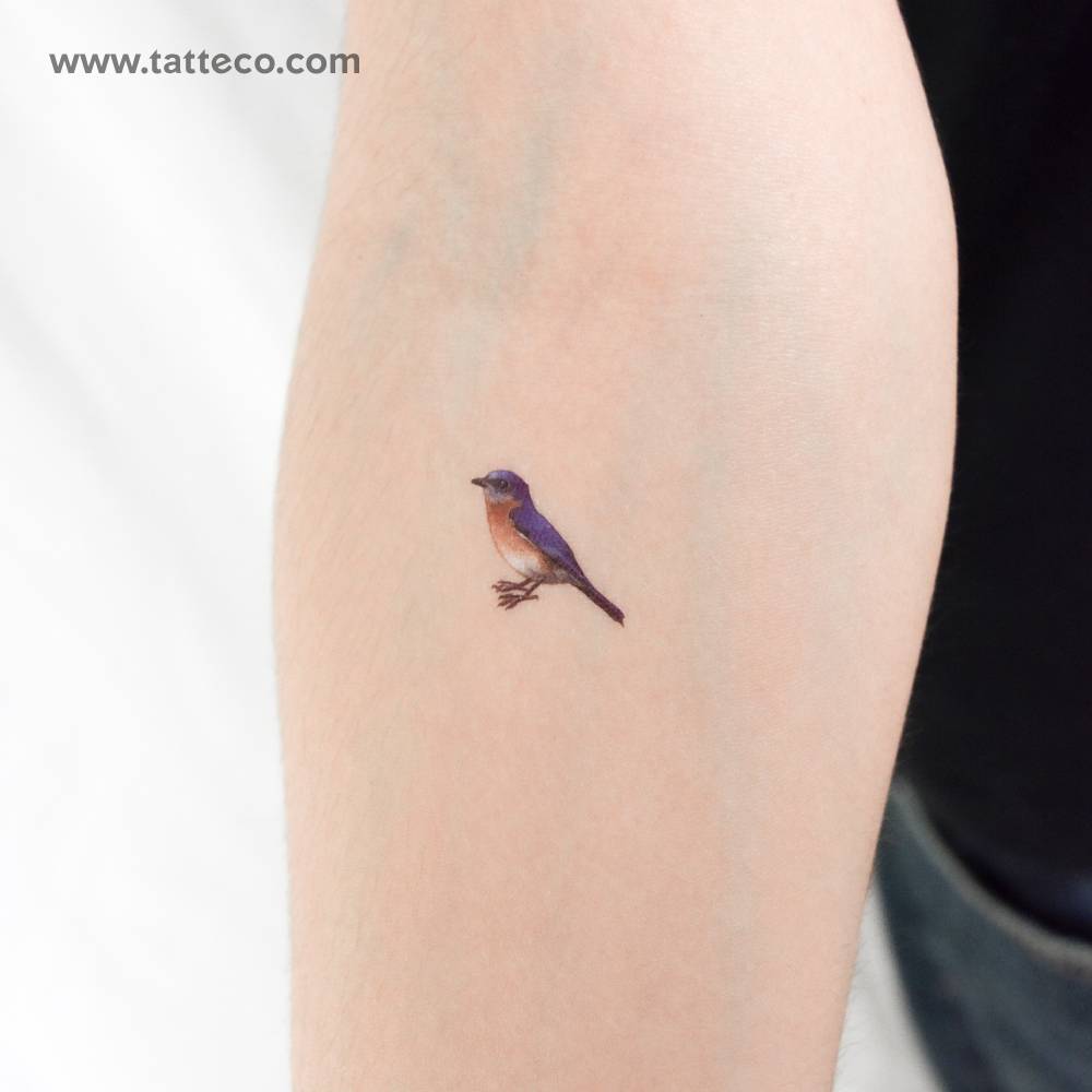 Eastern bluebird temporary tattoo placed on the inner forearm.
