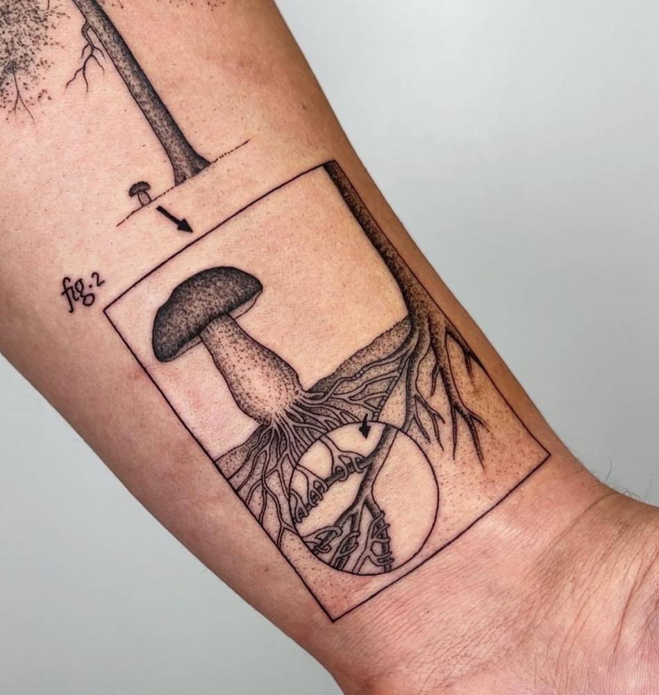 “The symbiotic relationship between Boletus edulis (porcini mushroom) and Pinus sylvestris (Scotch pine)”.