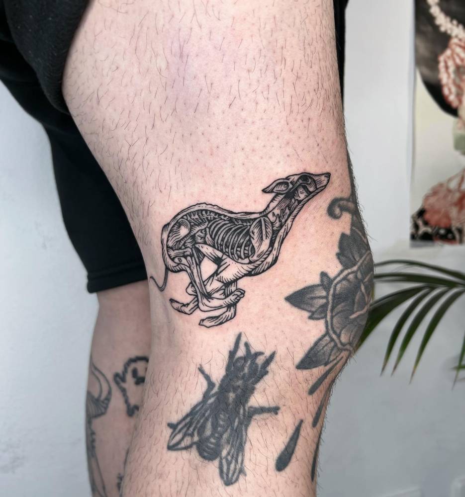 X-ray greyhound tattoo located on the knee, done in engraving style.