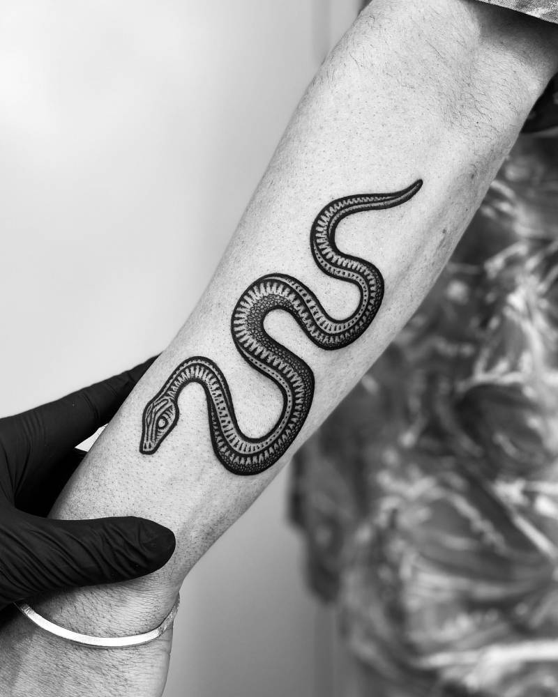 'The Synchronised Snakes'.