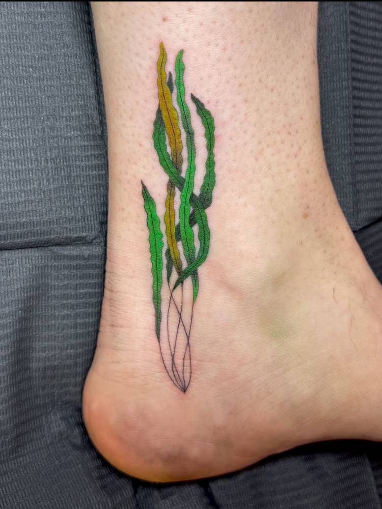Seaweed tattoo in illustrative style located on the ankle.