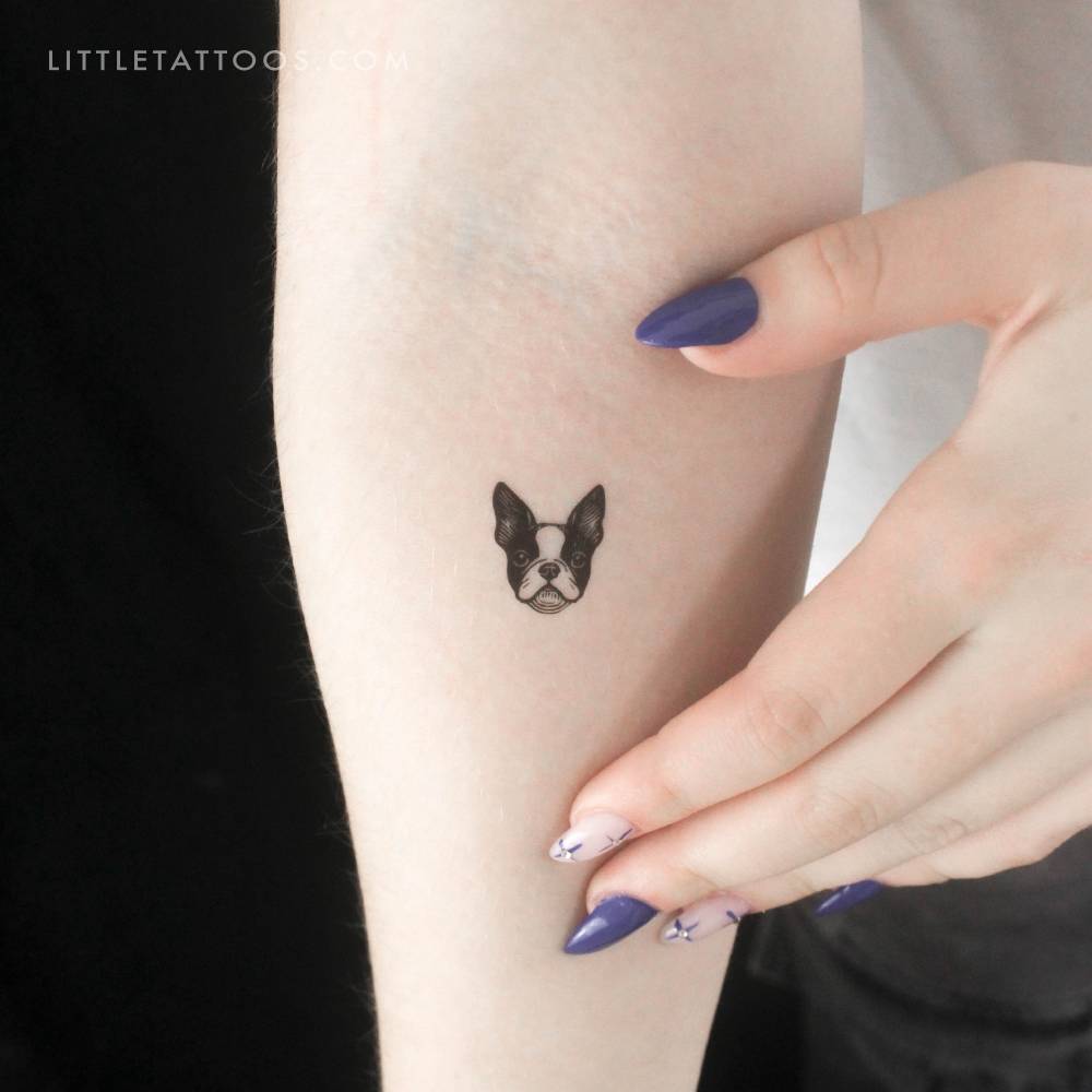 Illustrative style Boston Terrier portrait temporary tattoo.