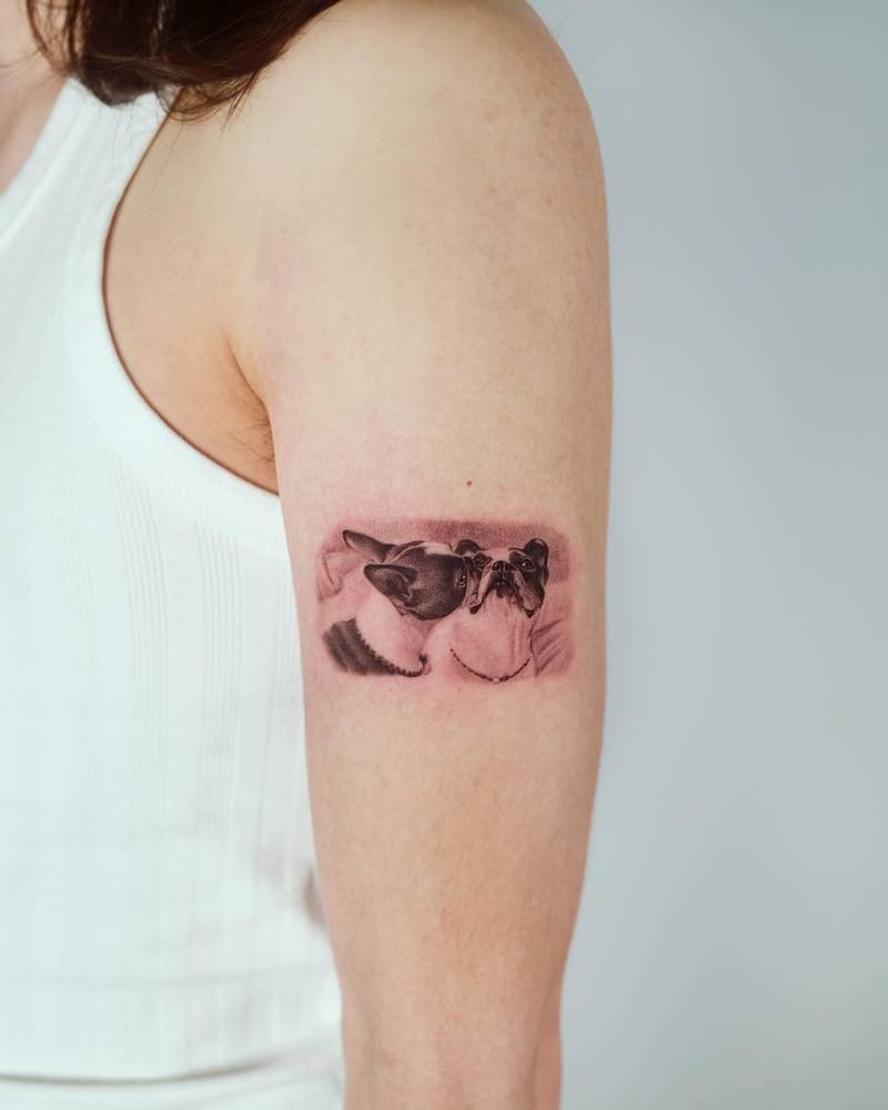 Boston terrier tattooed on the upper arm, micro-realistic style.