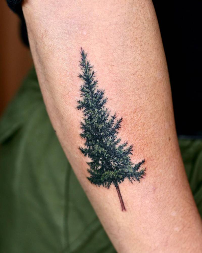 Micro-realistic style pine tree tattoo located on the forearm.