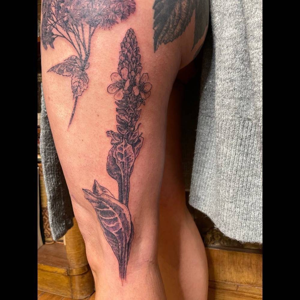 Great mullein tattoo in engraving style located on the thigh.