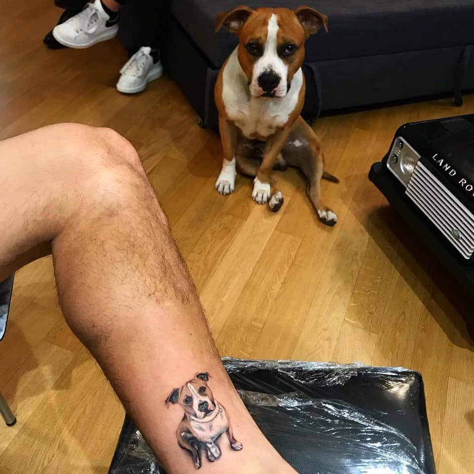 Pit Bull tattoo in micro-realistic style placed on the shin.