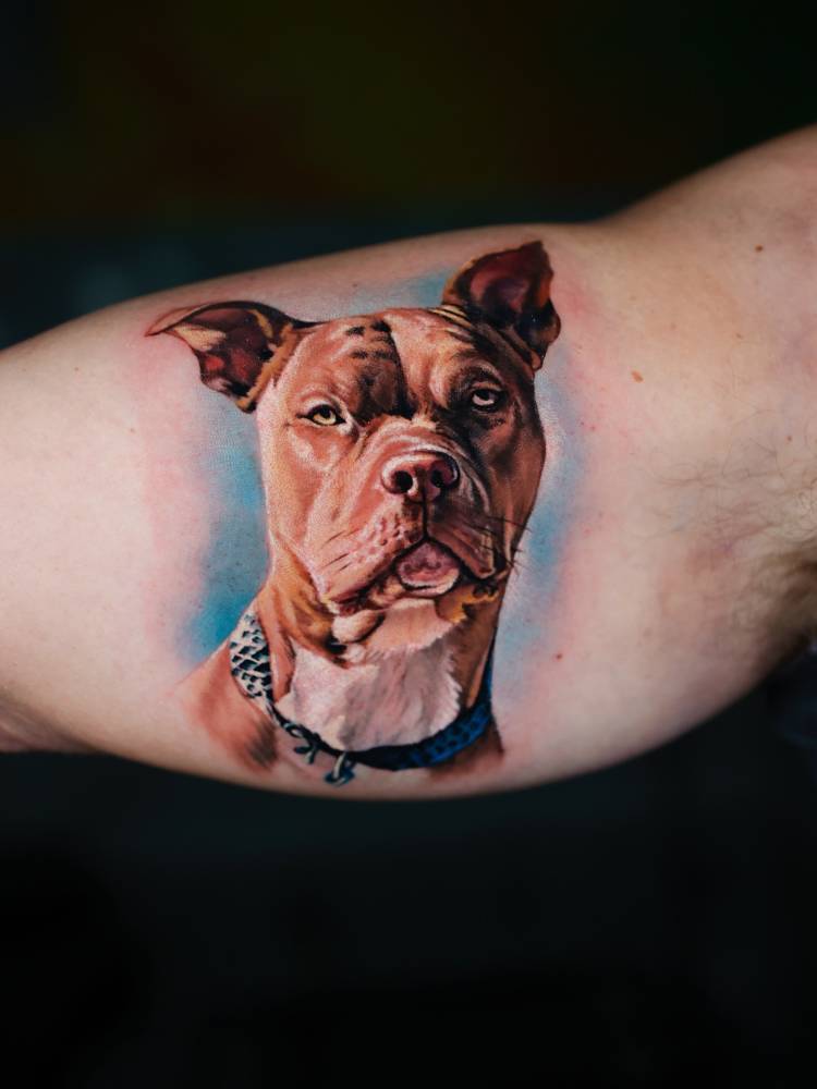 Pit bull portrait tattoo in realism.