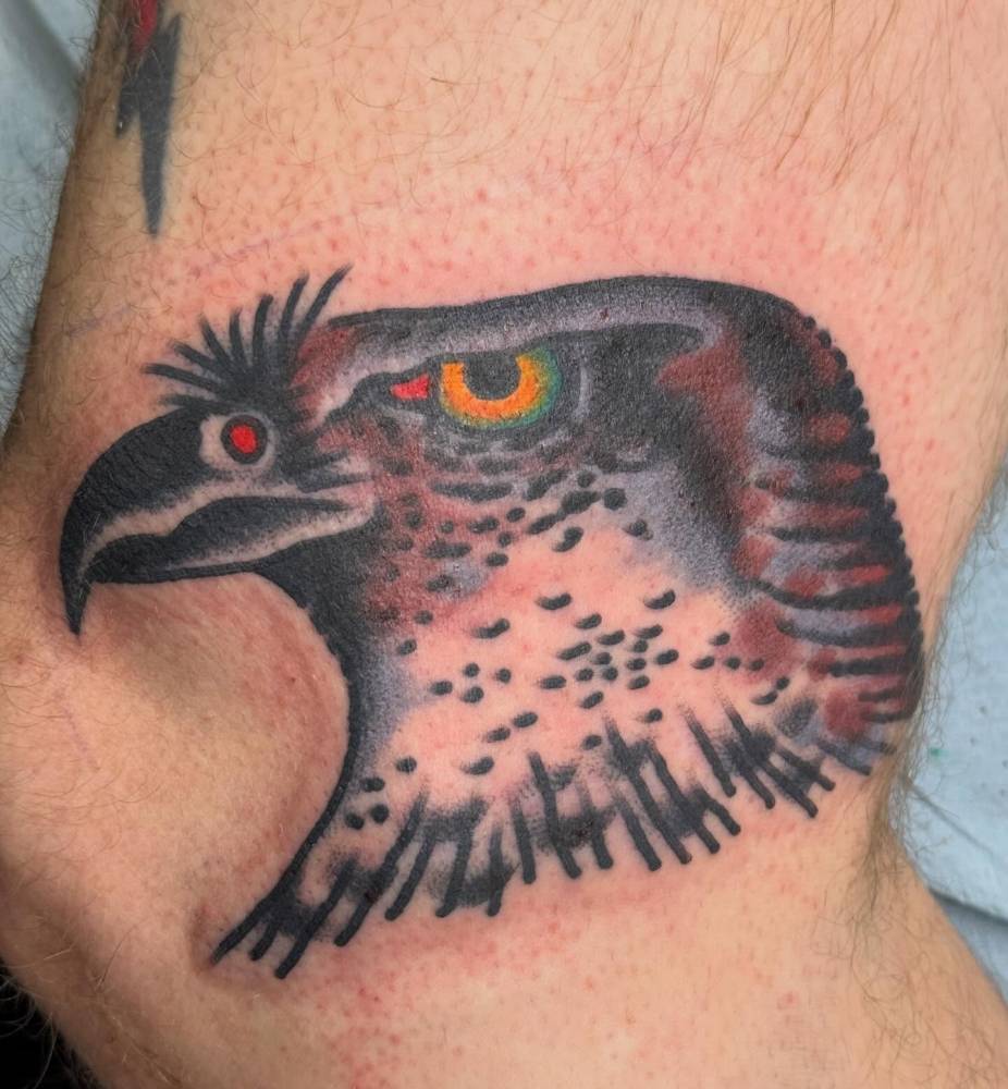 Falcon head tattoo in traditional style located on the elbow.