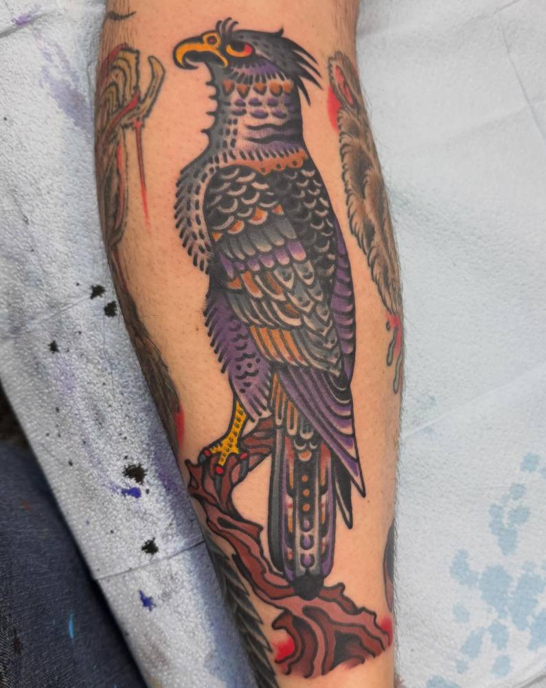 Traditional style falcon tattoo located on the calf.