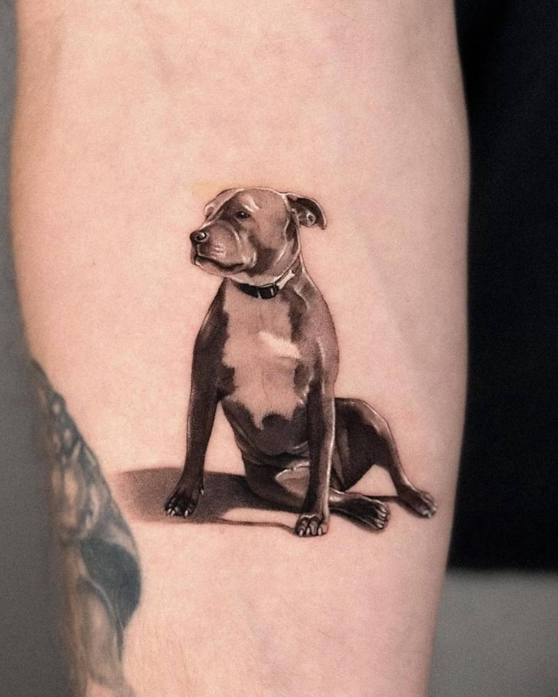 Staffordshire Terrier tattoo in micro-realism located on the inner forearm.