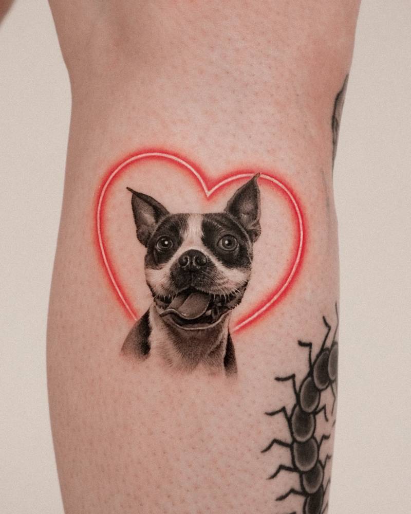 Boston Terrier portrait tattoo located on the calf.