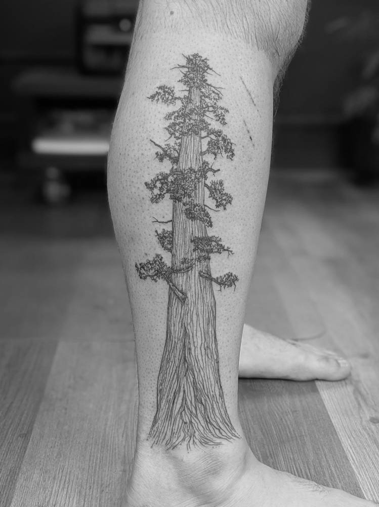 Redwood tree tattooed on the shin, illustrative style.
